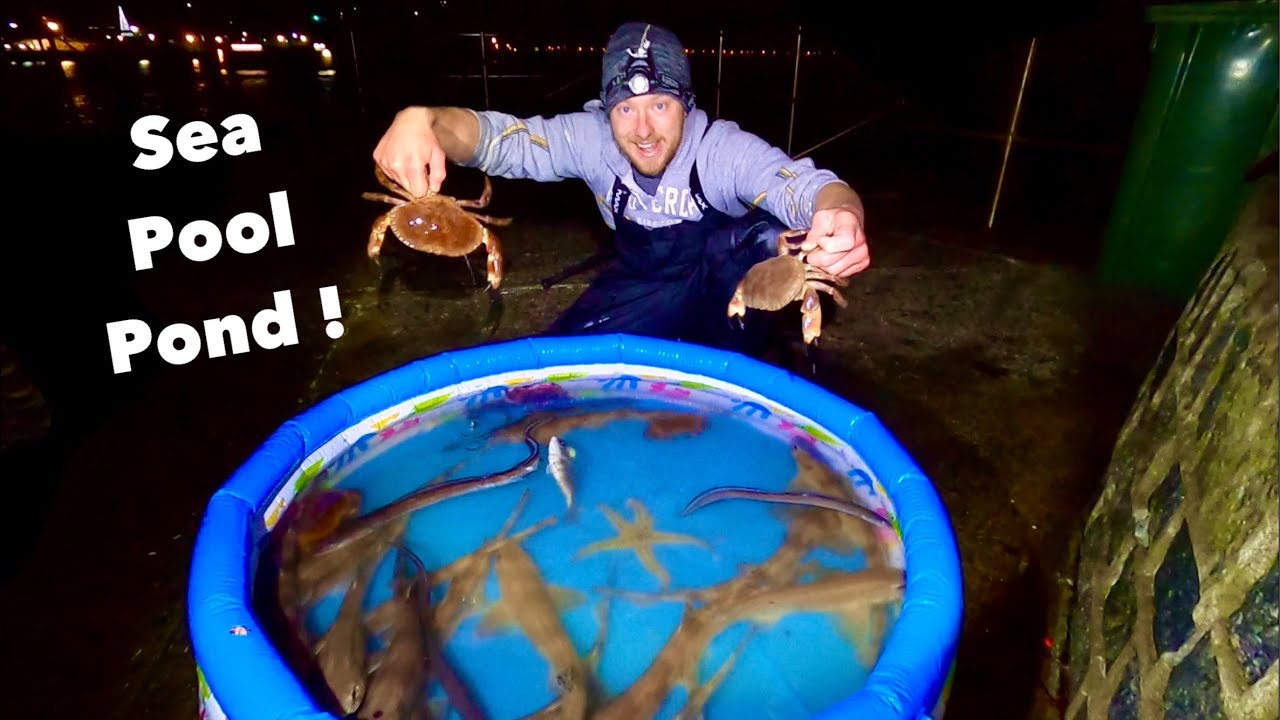 POOL POND on a LIGHTHOUSE - Starfish, Eels , Shark & CRABS , How Many Species?