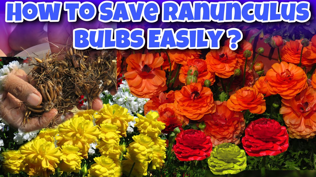 रामविलास जी खूबसूरत रेनुकूलस के बल्ब कैसे बचाते है अगले साल के लिए ? | How to save Ranunculus Bulbs