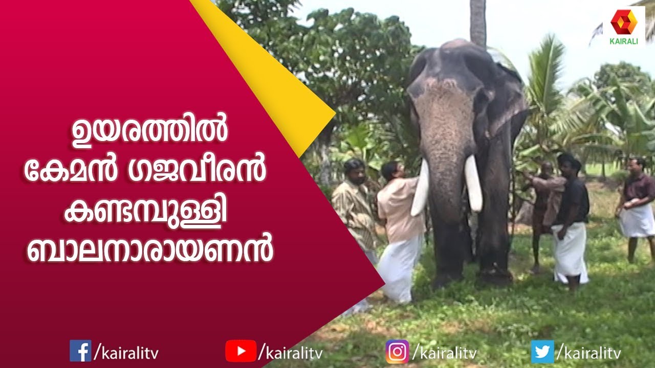ഉയരത്തിൽ ബഹു കേമൻ കണ്ടമ്പുള്ളി ബാലനാരായണൻ | Kandampully Balanarayanan | E4 Elephant | Kairali TV