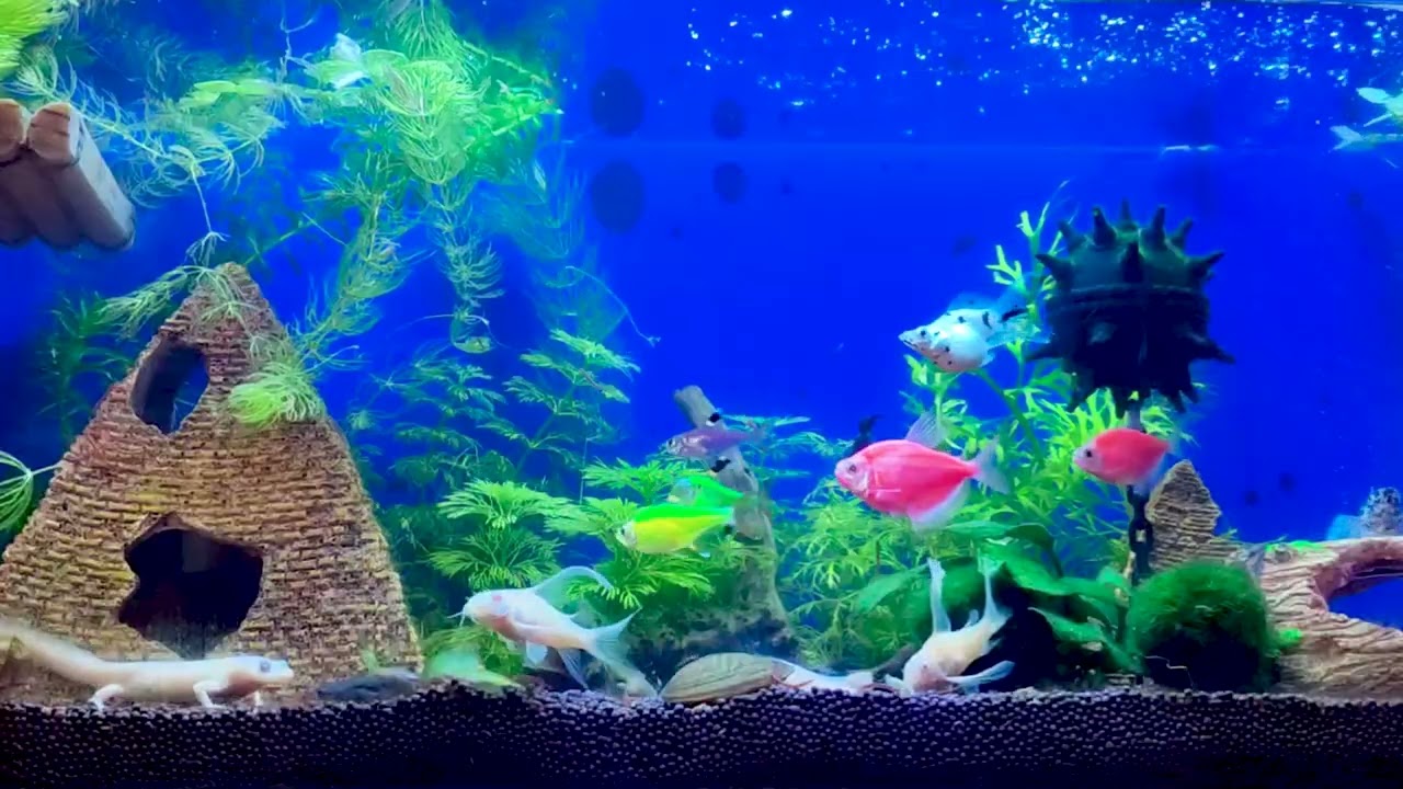 Кормление рыбов, тритонов и жабов. Aquarium, fish, newt, frog, amphibians. 5-minute feeding. Hobby.