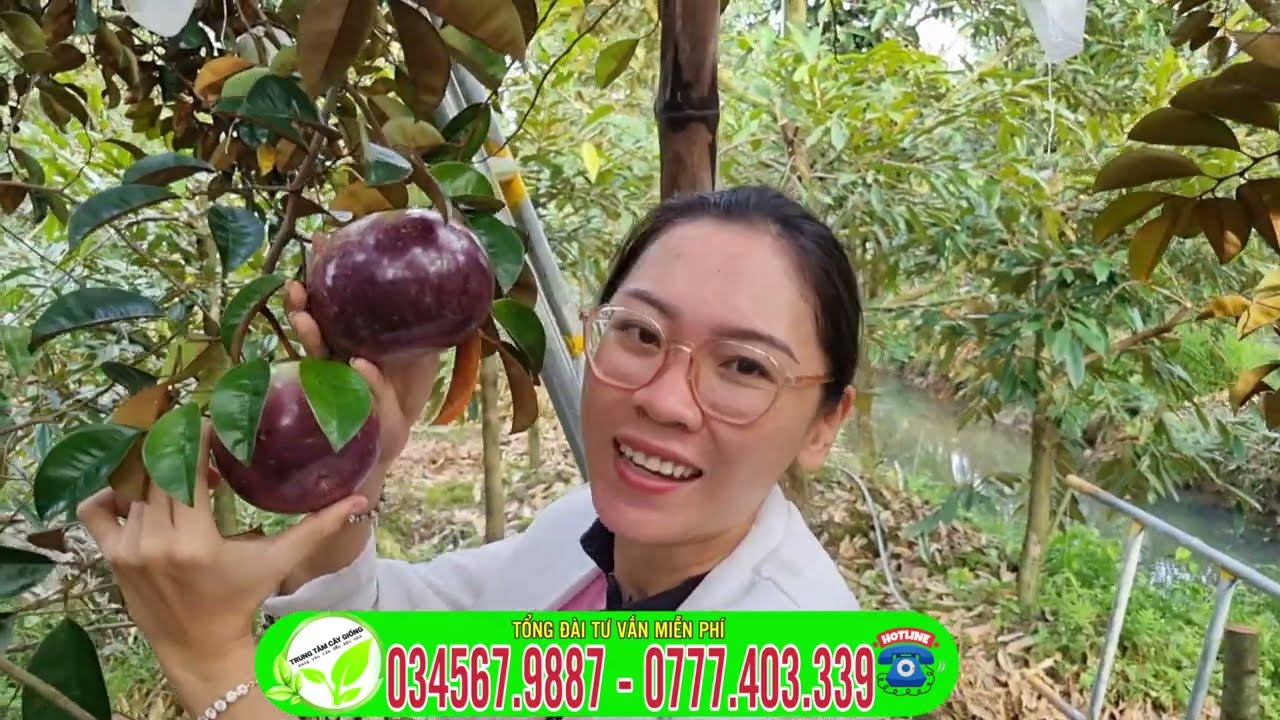 Vú Sữa Mica trồng được trên vùng đất nào? Thời gian bao lâu Ra trái || TRUNG TÂM CÂY GIỐNG