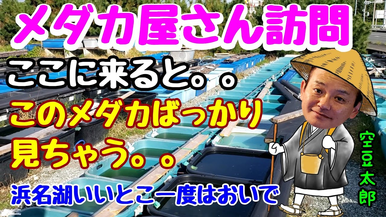 メダカ屋さん訪問　ここに来るとこのメダカばっかり見ちゃう。。浜名湖いいとこ一度はおいで(笑)