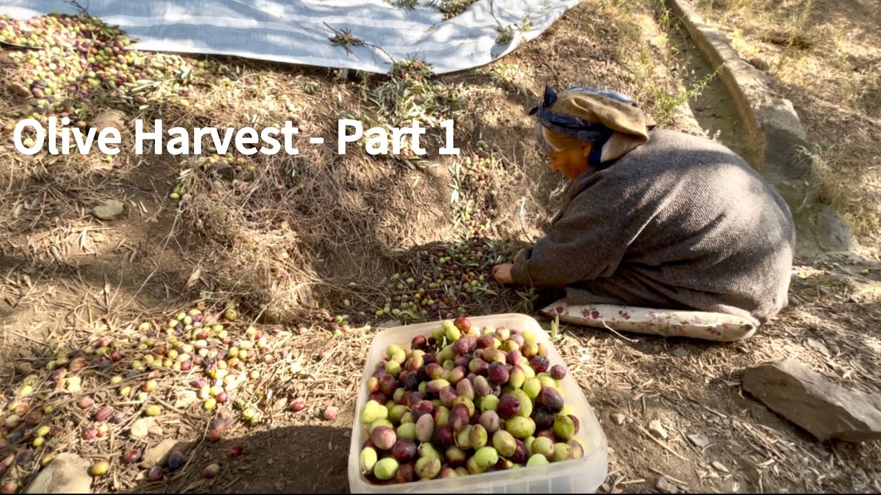 Olive Harvest – Part 1 | A Simple Day in Our Village Life 