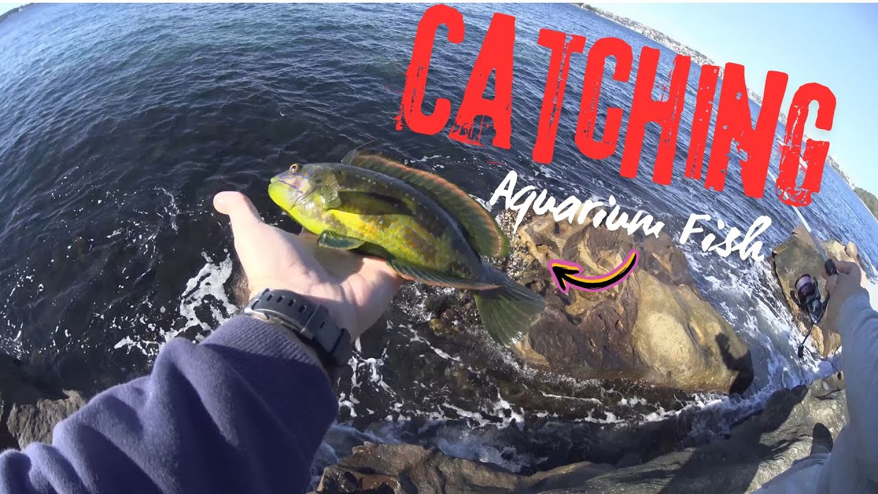 Catching a Colorful Exotic Aquarium Fish off Sydney Rocks