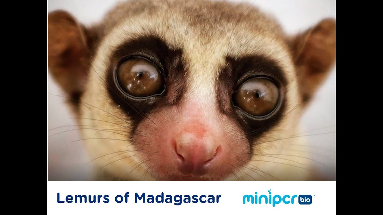 The Lemurs of Madagascar: a case study in evolution and conservation.