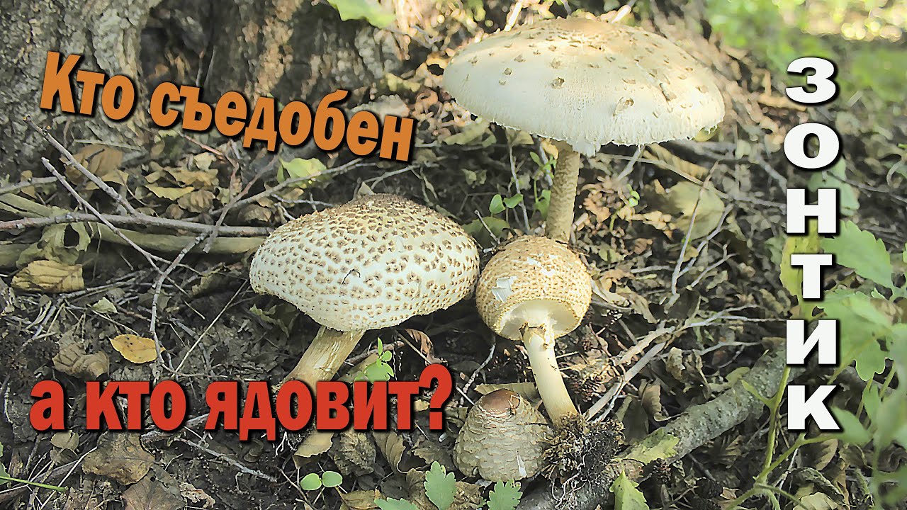 гриб зонтик\ПАРАСОЛЬКА ЯДОВИТІ ТА ЇСТІВНІ!!!!!!! ЯК НЕ СПЛУТАТЬ?