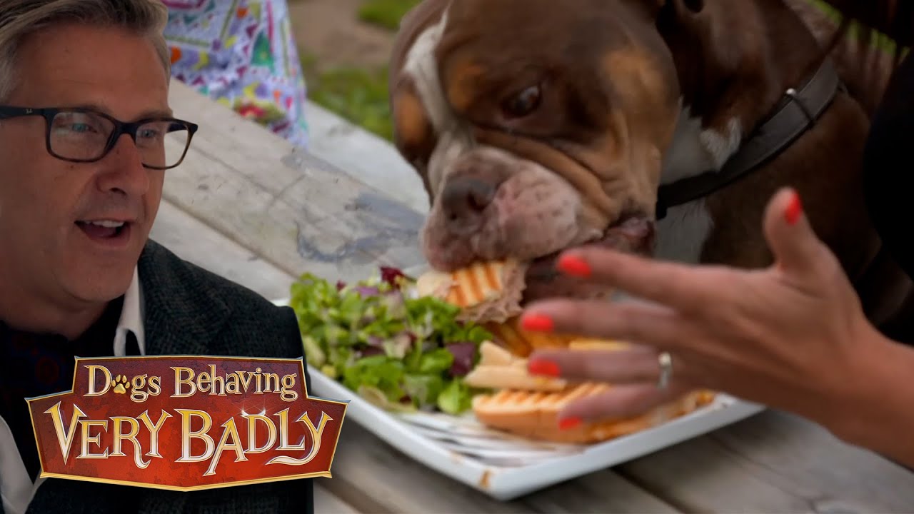 Dogs Behaving Very Badly: Most Food Obsessed Dogs