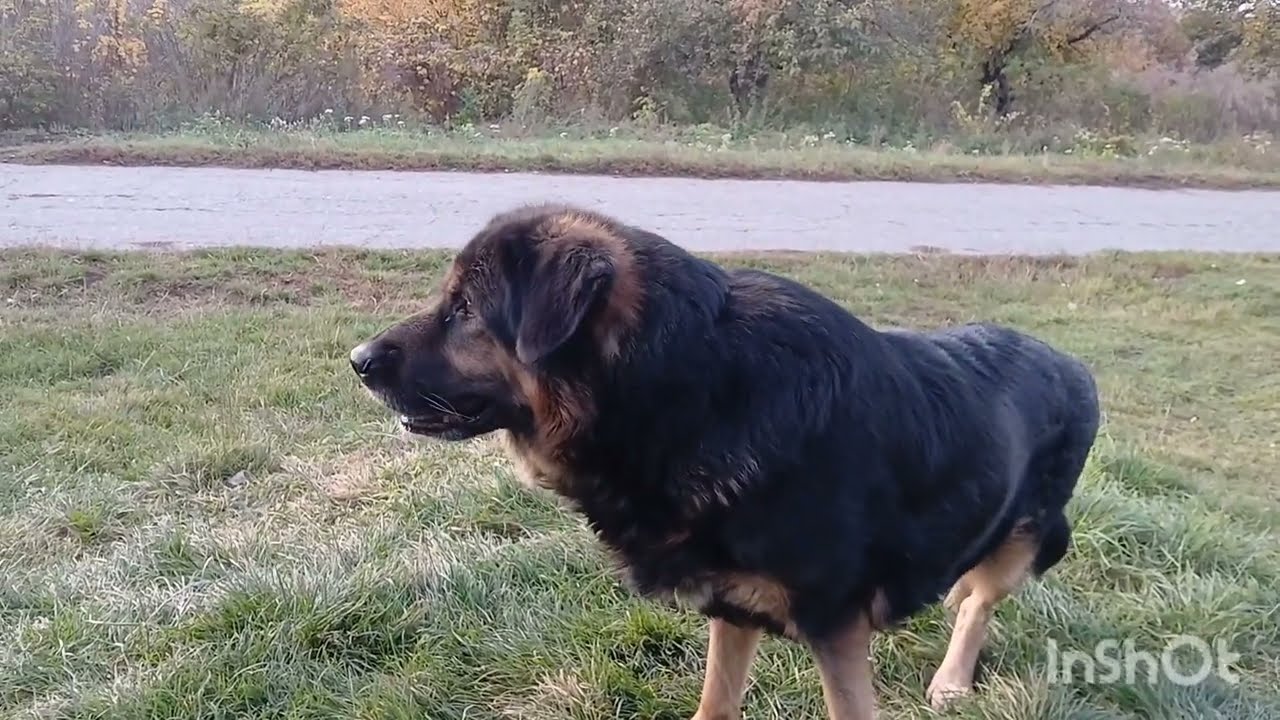 Осенний вечер в деревне 