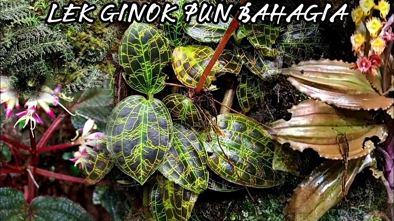 BOLANG BERBURU TANAMAN HIAS DIHUTAN TERINDAH@marioplant
