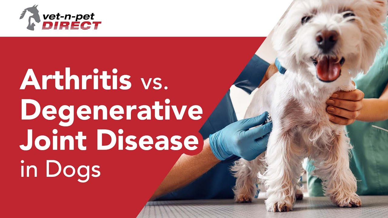 Is Arthritis and Degenerative Joint Disease in dogs the same thing?