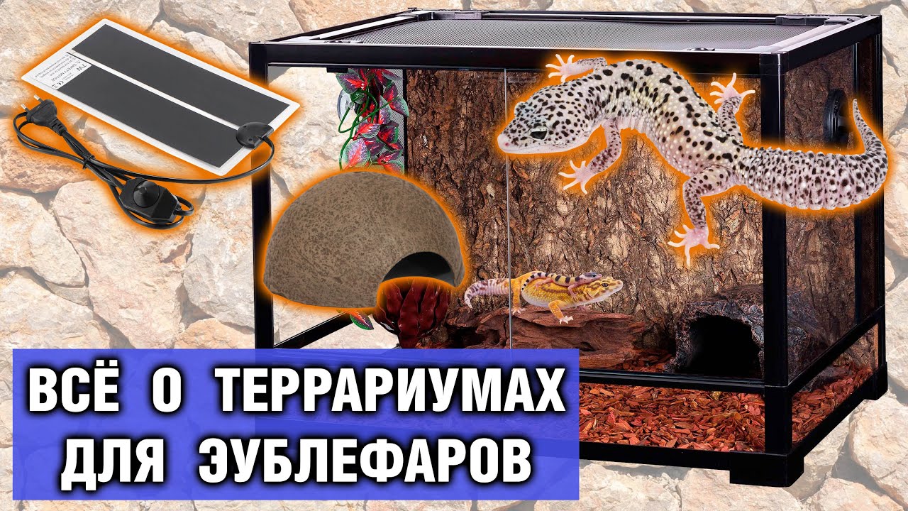 Террариум для геккона эублефара — Обустройство, размеры, оформление