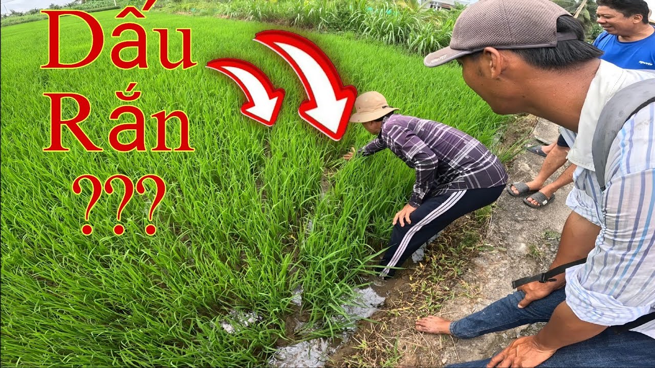 Lộ Diện Chủ Nhân Dấu Vết Để Lại Dưới Ruộng Lúa|| Tâm Vện Vlog# 27