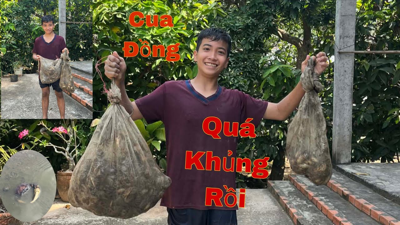 Lần Đầu trong Đời Mới Thấy Bắt Cua Đồng Khủng Cở Này 