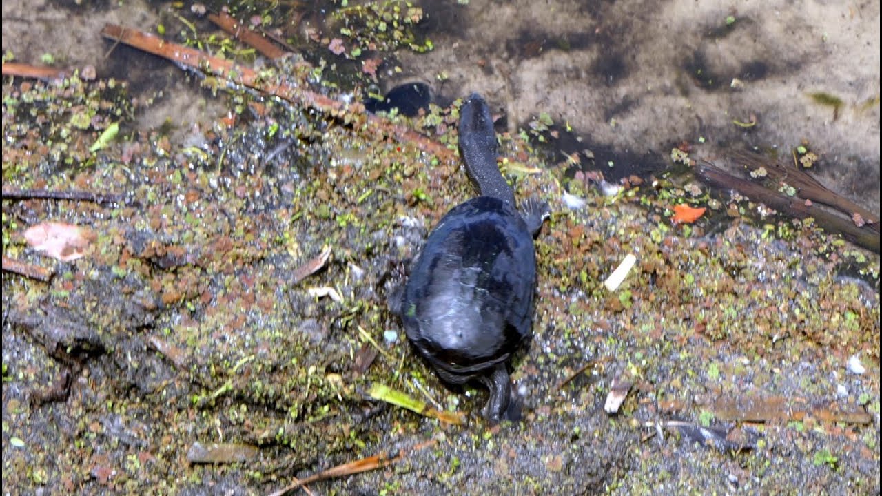 Closeup of Western Long Necked Turtles entering water
