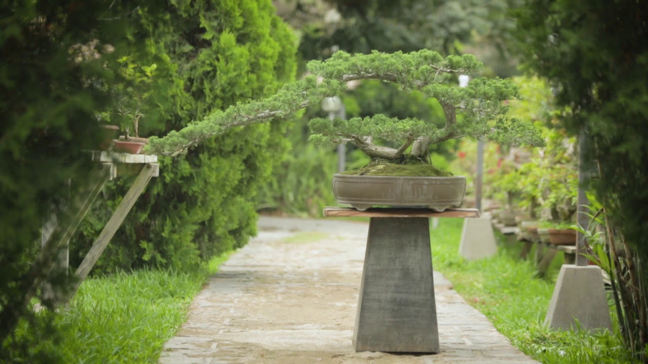 Takehara - Documental (Documental sobre Bonsai en Peru)
