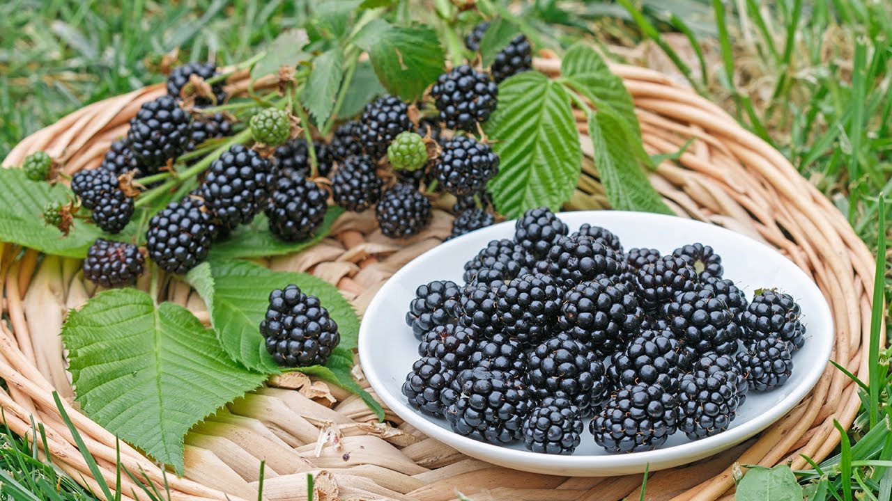 How to plant a bare root Blackberry plant