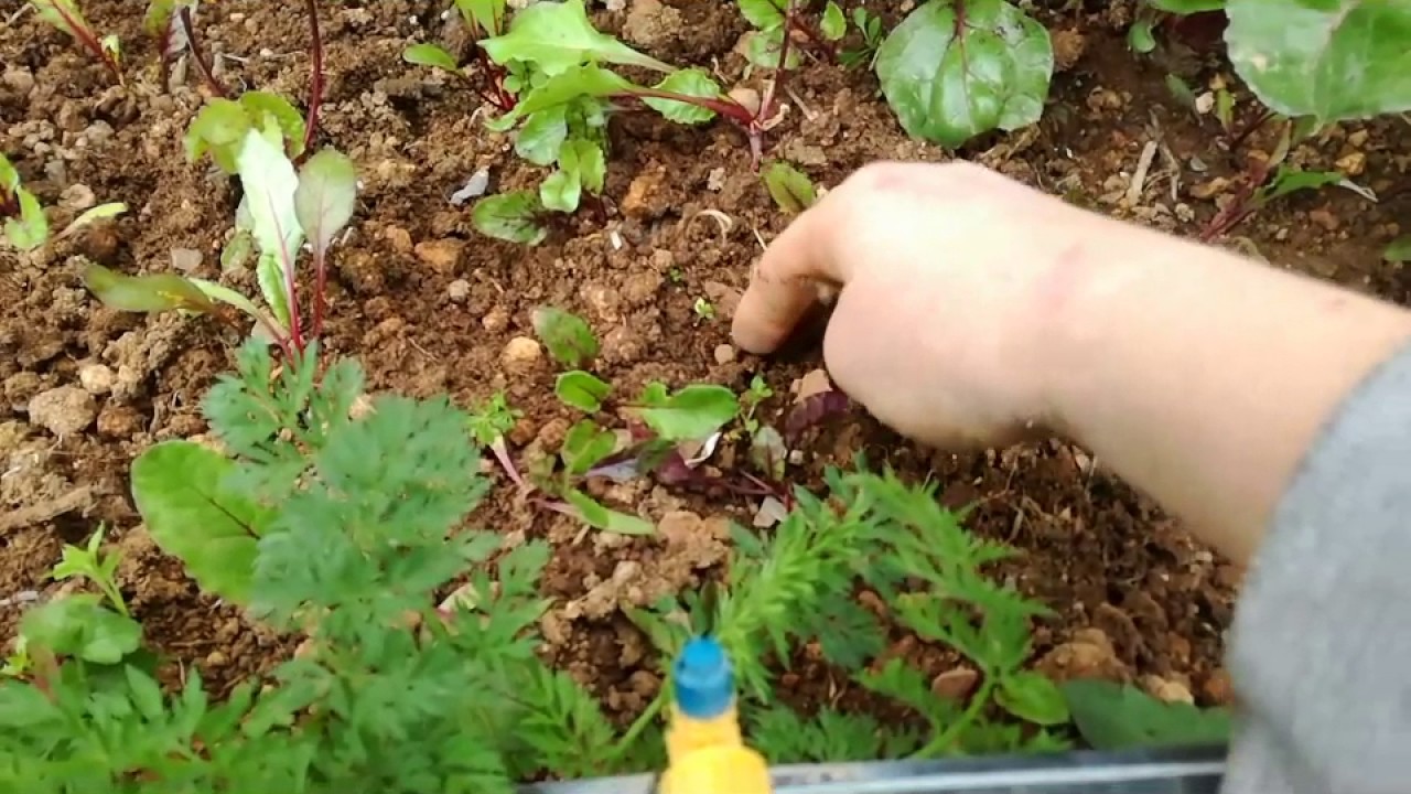 ΠΑΝΤΖΆΡΙΑ. ΦΥΤΕΎΩ ΚΑΙ ΜΕΤΑΦΥΤΈΥΩ