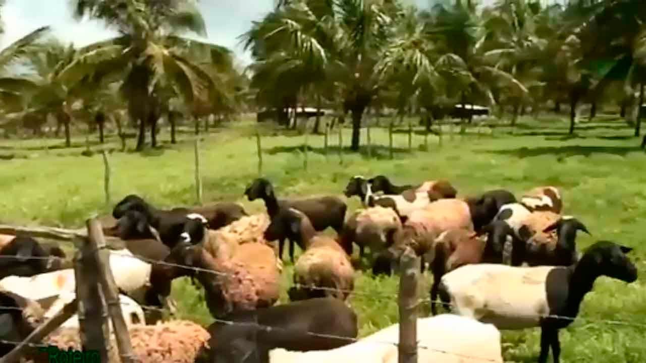 Animais, coco e gliricídia produzidos no mesmo espaço
