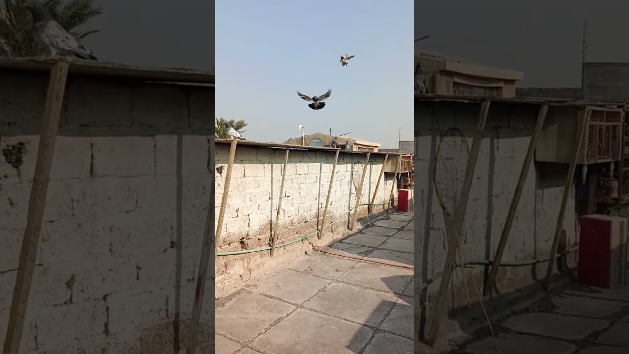 منو يعرف الطير الزين