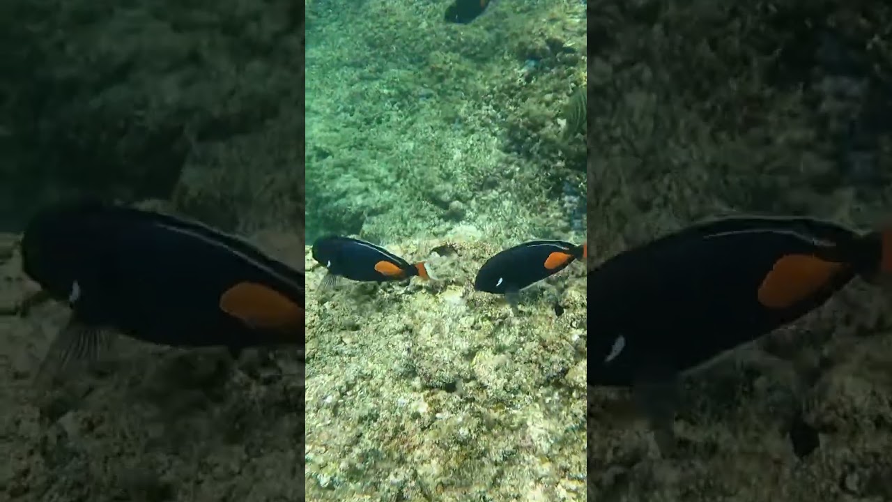 achilles tang!! #oceanlife #tang #fish #travel #cute #foryou
