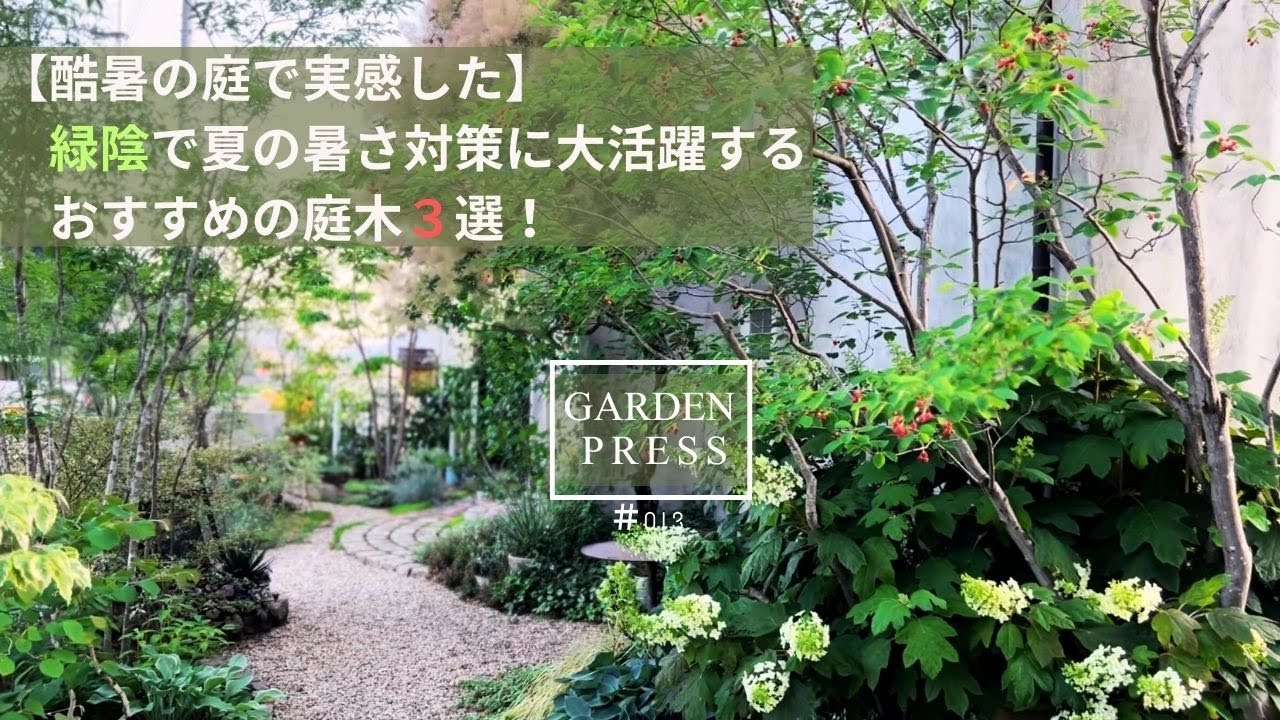 酷暑の庭で実感した|緑陰で暑さ対策！おすすめの庭木3選|木陰で手間いらずな庭へ|ガーデニング|50代の庭