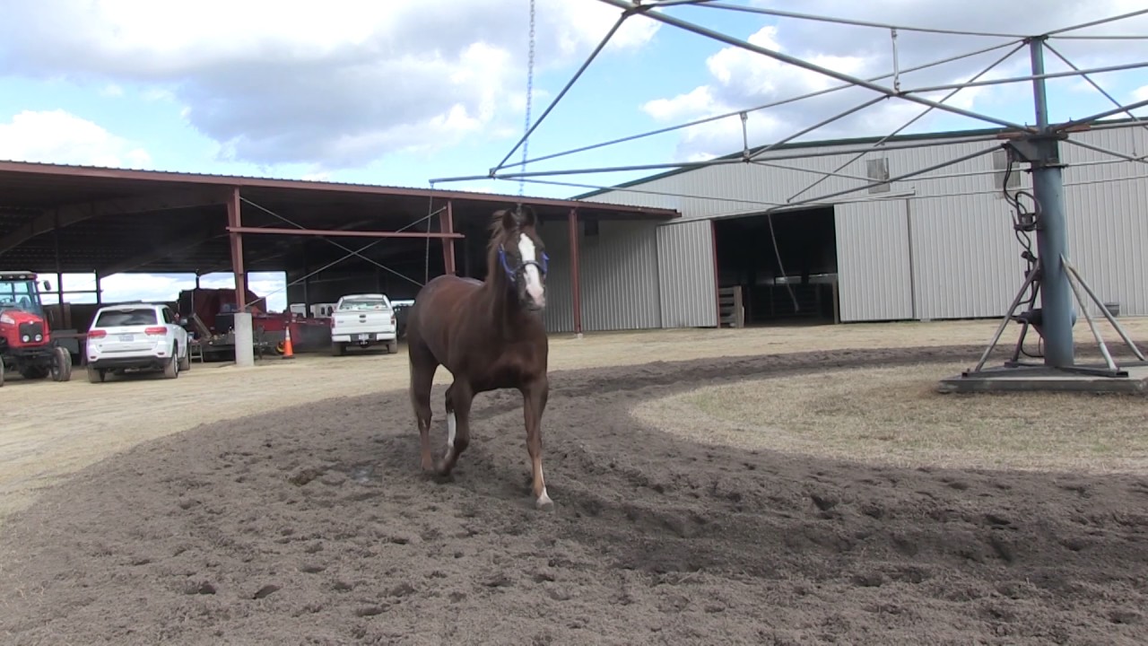 Using a horse walker