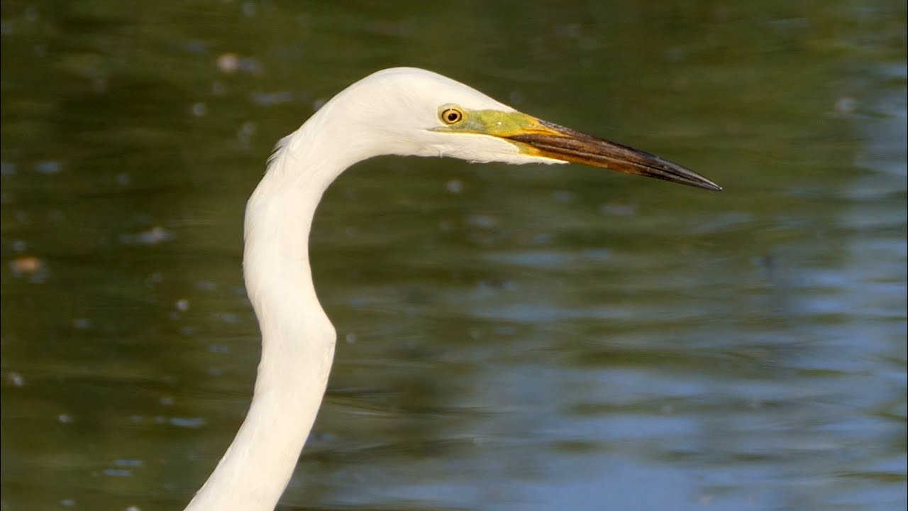 Great White Egret Hunting