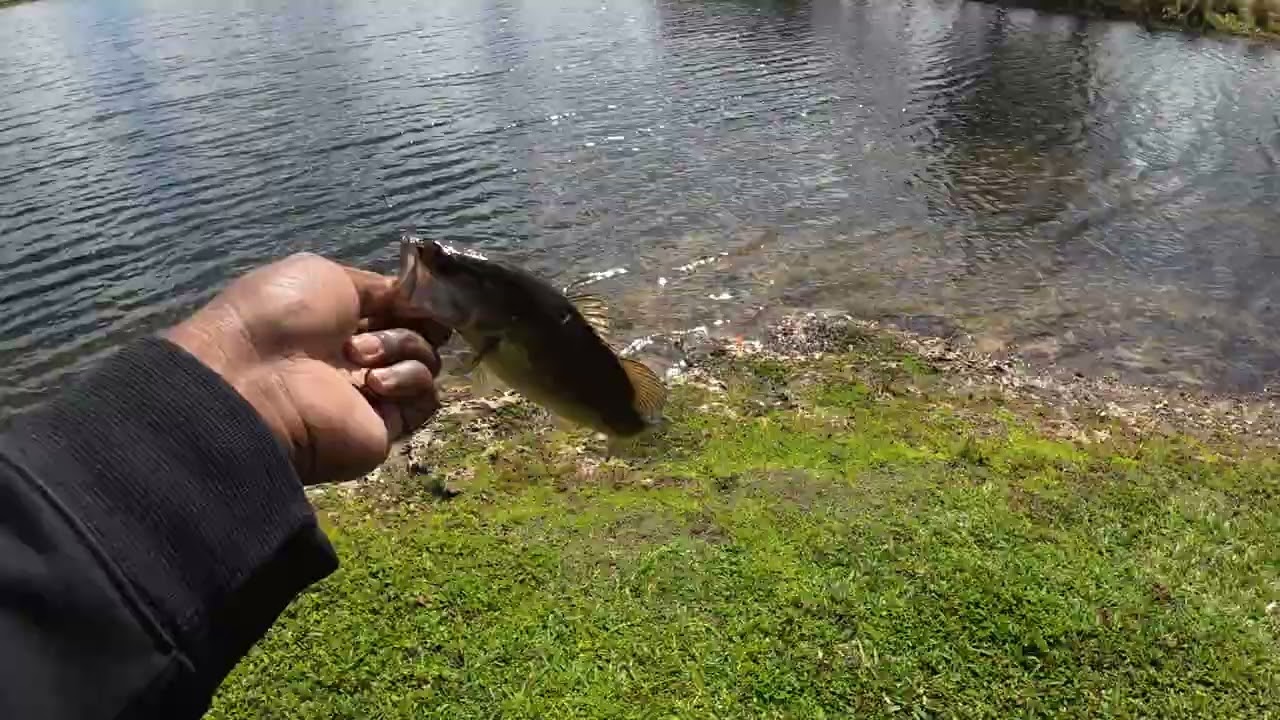 Florida Pond fishing after cold front 