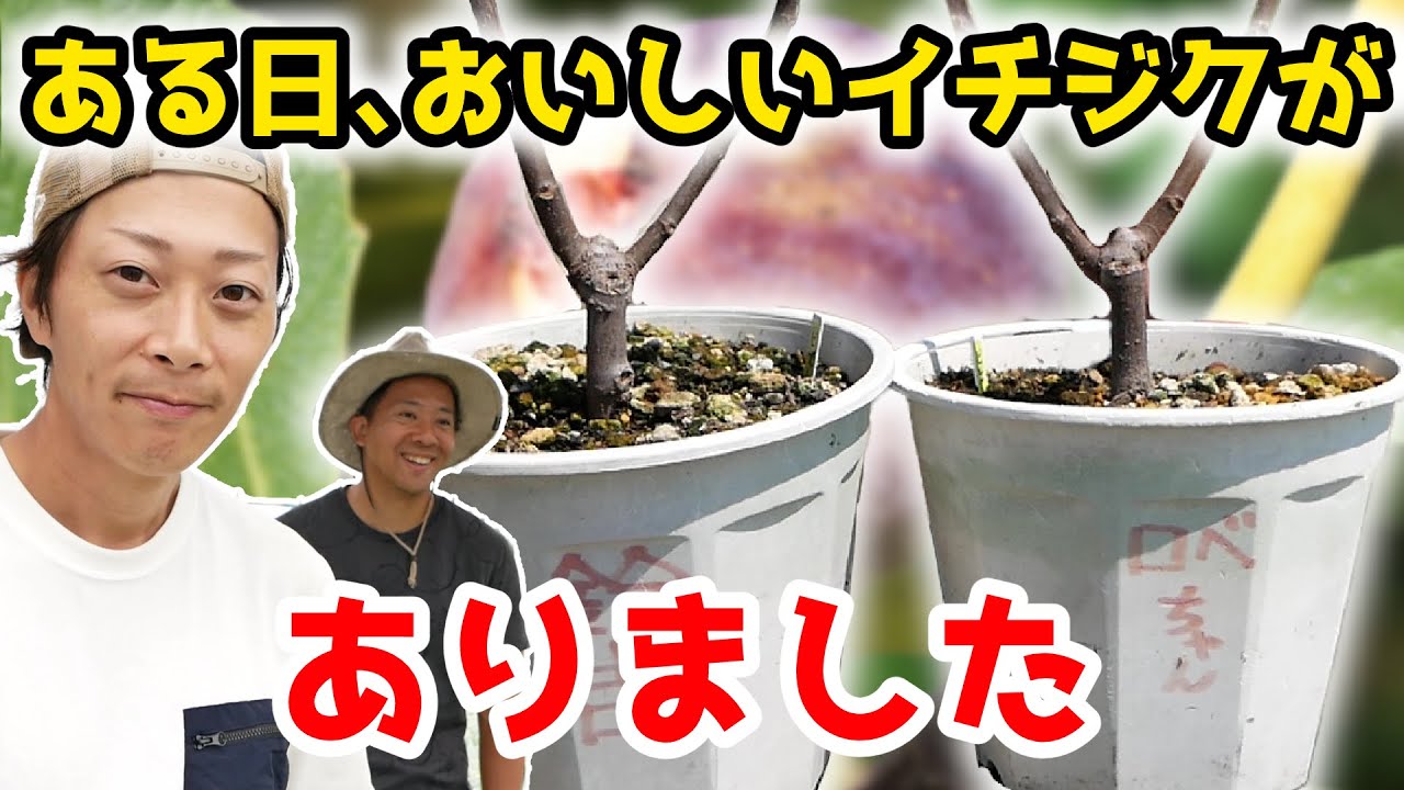 おいしいイチジクをもらいました（？）植え替えながらオススメの品種を紹介