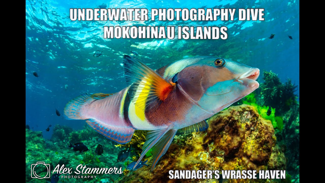 Underwater Photography Dive at the Mokohinau Islands, Sandager's Wrasse Haven