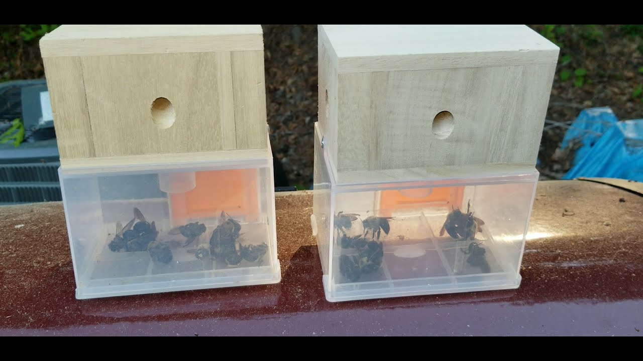 Do carpenter bee traps really work??🤔
