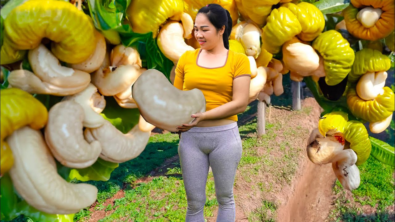 Pregnant woman Harvesting Horseshoe Fruit & Go to Market Sell | Harvesting and Cooking