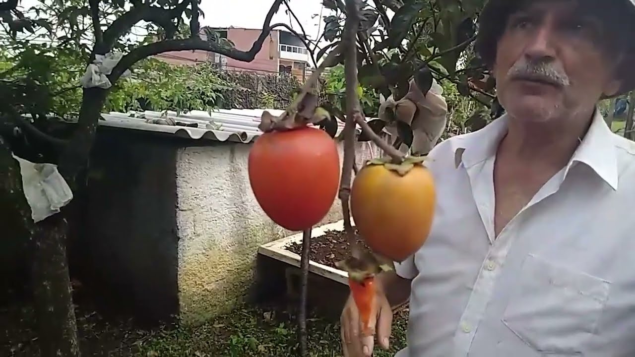 Caqui Cuidados na Colheita com Sergio Semerdjian em Ferraz de Vasconcelos Março 2022