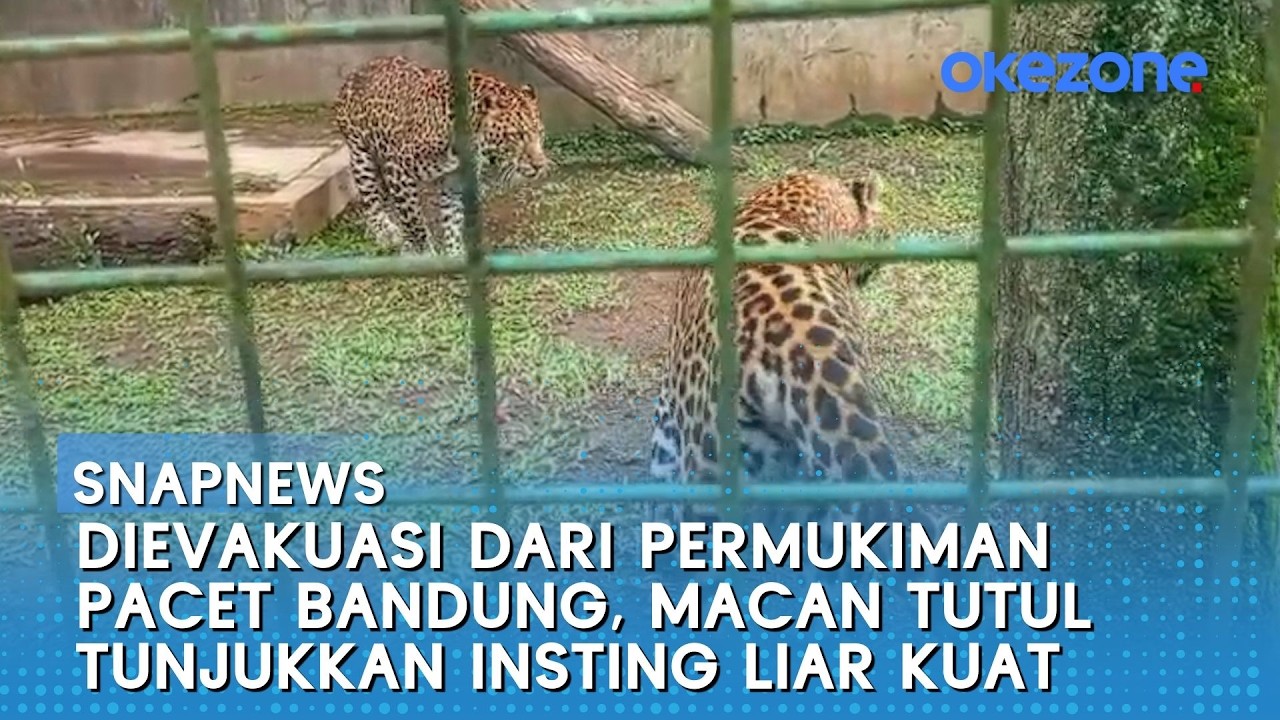 Dievakuasi dari Permukiman Pacet Bandung, Macan Tutul Tunjukkan Insting Liar Kuat | Snapnews