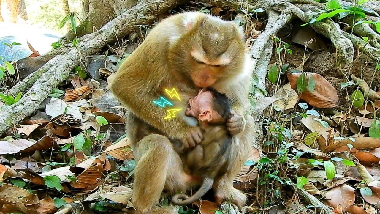 Oh God ! Baby Monkey Astra Warning By Grandma Bonita, Astra Really Love Bonita Now Why Bonita...?