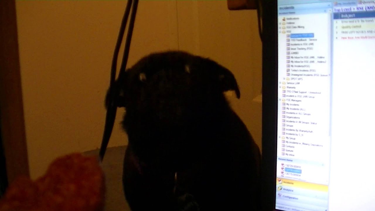Snarfle the Pug gettings his favorite treat!