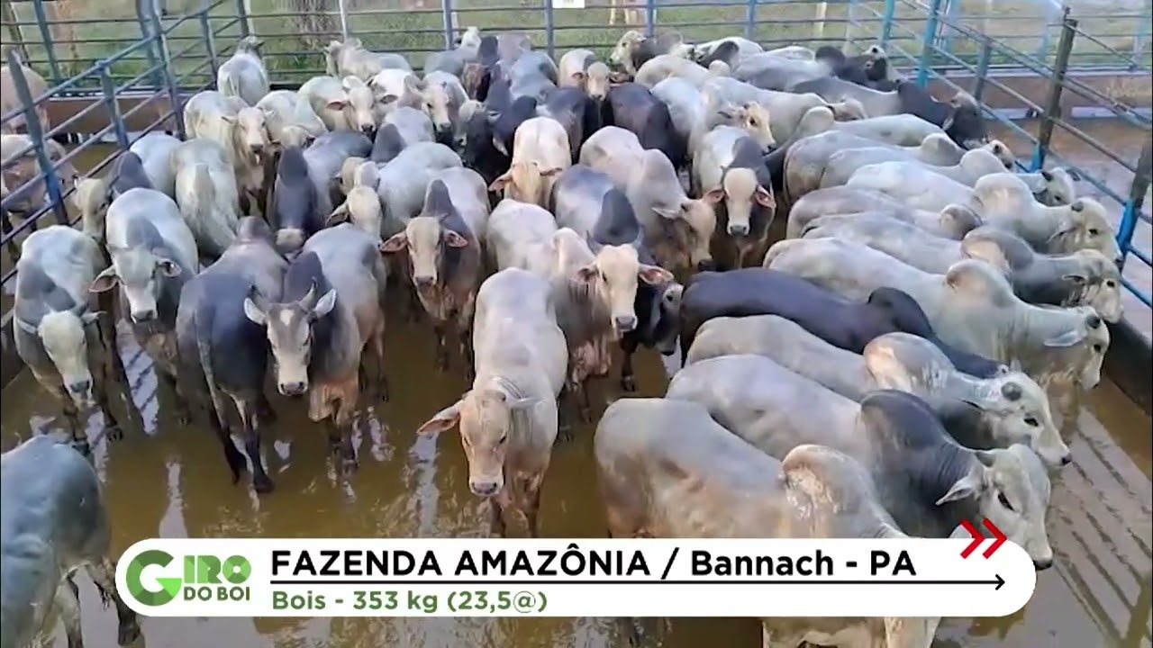 PARÁ: BOIADA TERMINADA A PASTO ULTRAPASSA 23 ARROBAS; CONFIRA DETALHES