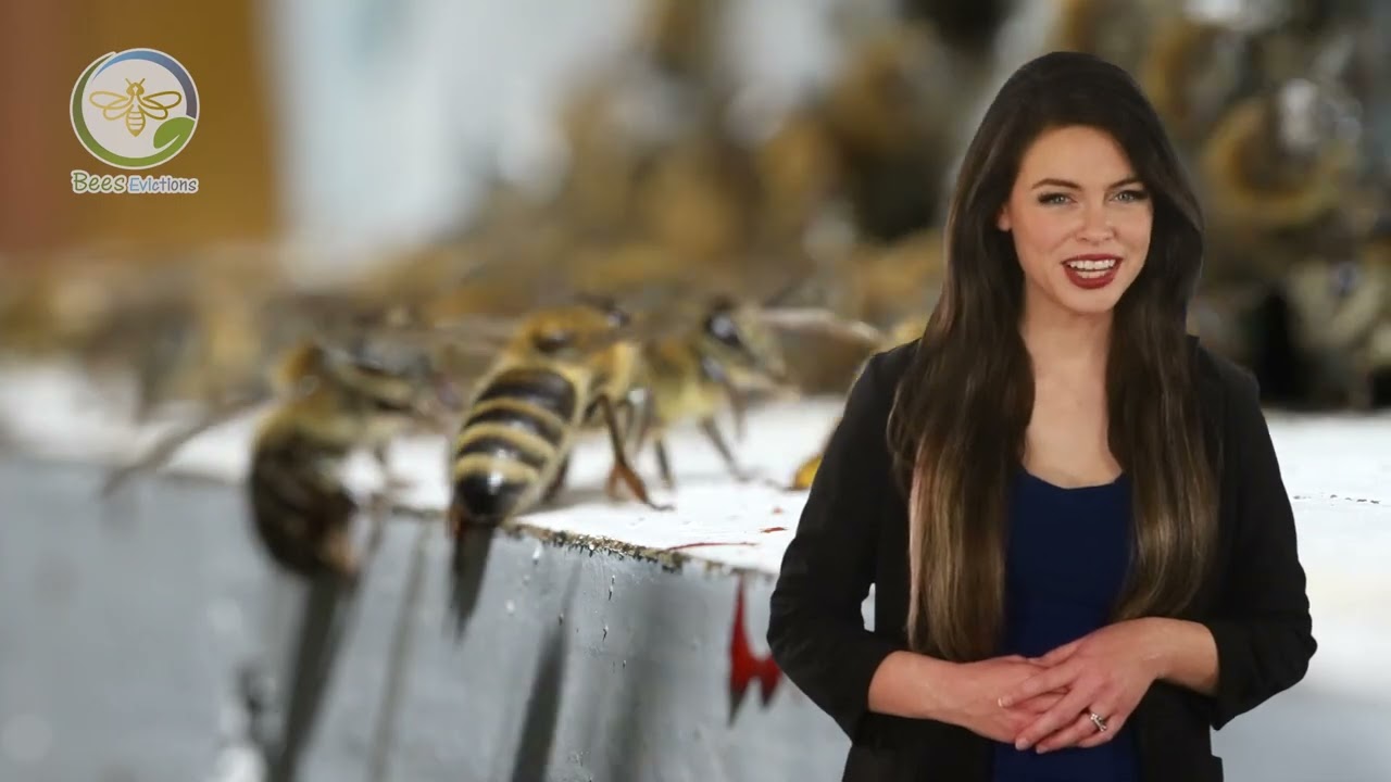Bees Eviction