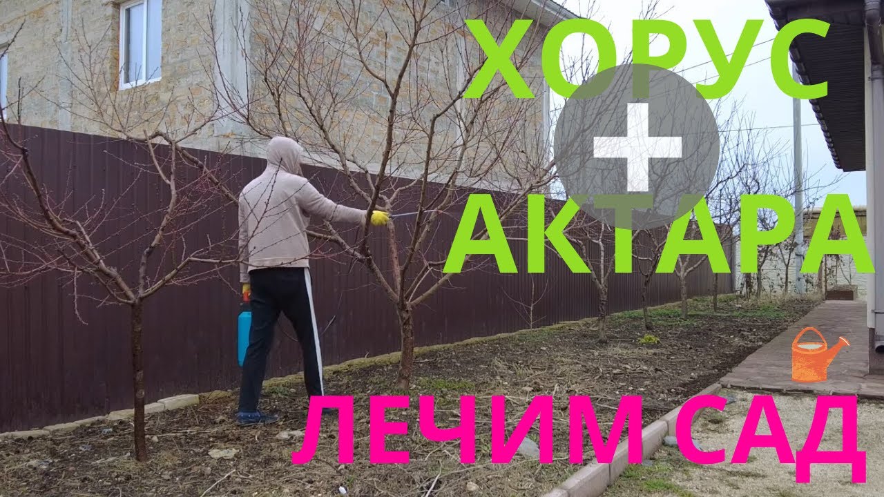 Весеняя обработка сада от болезней и вредителей. Ранневесеннее опрыскивание сада Хорус и Актара