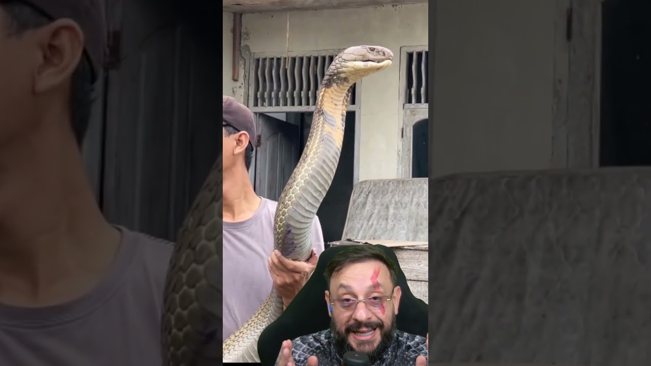 Cobra rei #biologohenrique #animais #bichoesperto #biologo