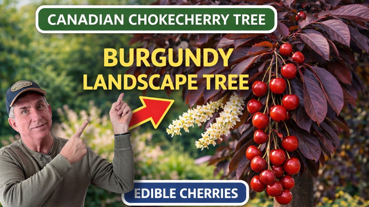 Canadian Chokecherry Tree | Prunus virginiana 'Canada Red'