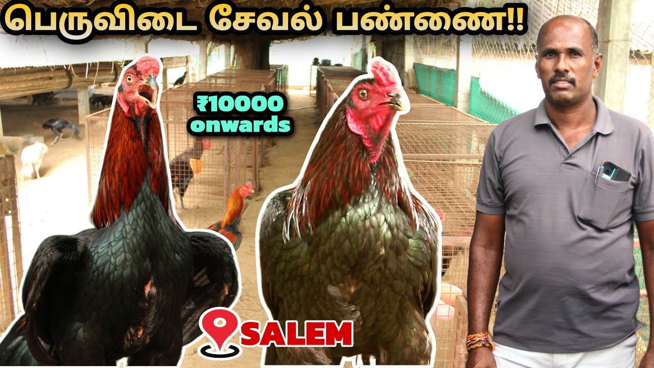சேலத்தில் பெருவிடை சேவல்  பண்ணை!! | Peruvedai seval valarpu in tamil | nattu kozhi pannai in tamil |