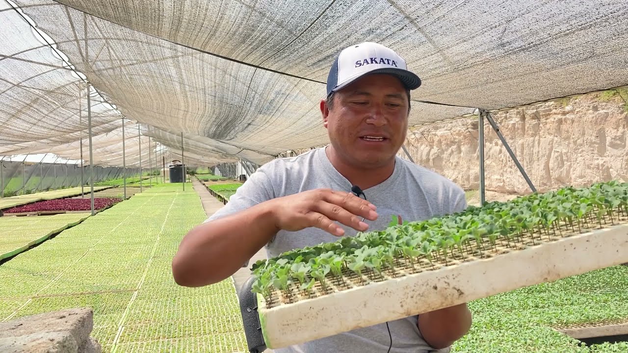 GERMINADOR DE HORTALIZAS - 