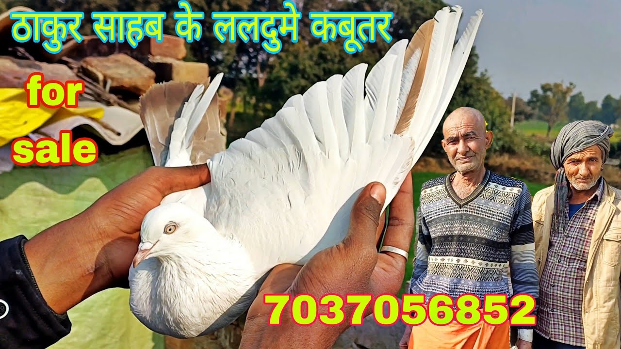 ठाकुर साहब के ललदुमे कबूतर original laldume kabutar #youtube #viral #trending 