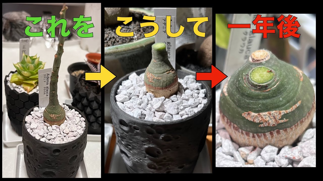 強剪定したアデニア グラウカの成長記録