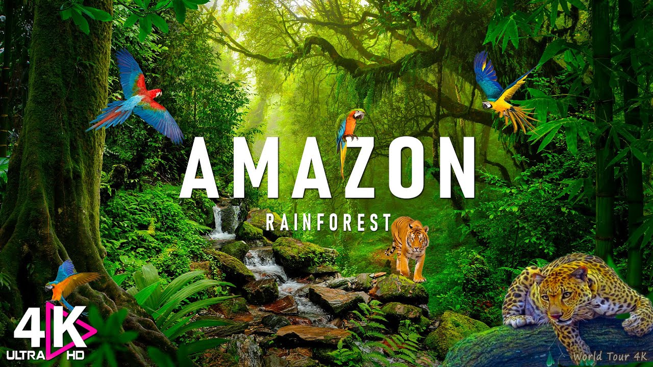 Amazon Wildlife 4k • Rainforest Relexation Film Nature Video Ultrahd