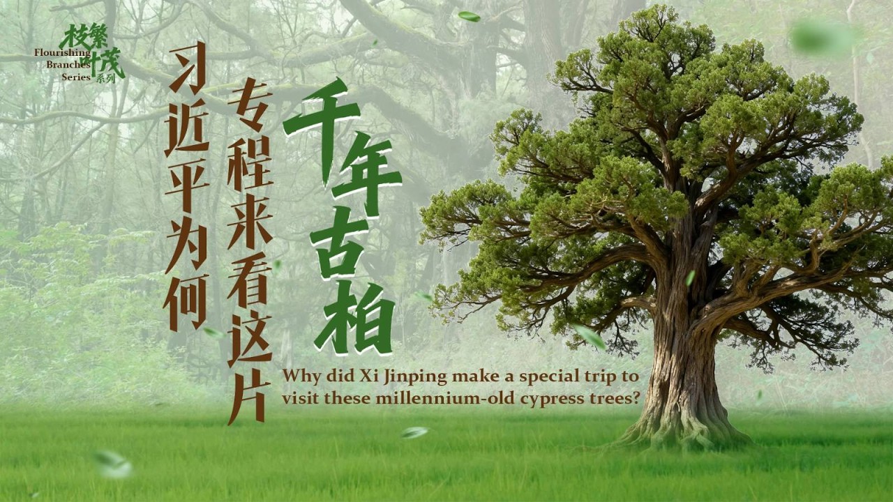 时政微视频·枝繁叶茂丨习近平为何专程来看这片千年古柏？
