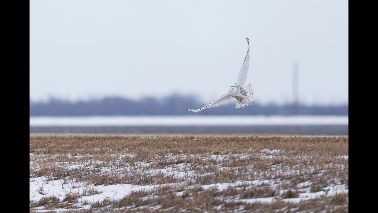 Snowy Owl Tour in Manitoba Canada   HD 1080p
