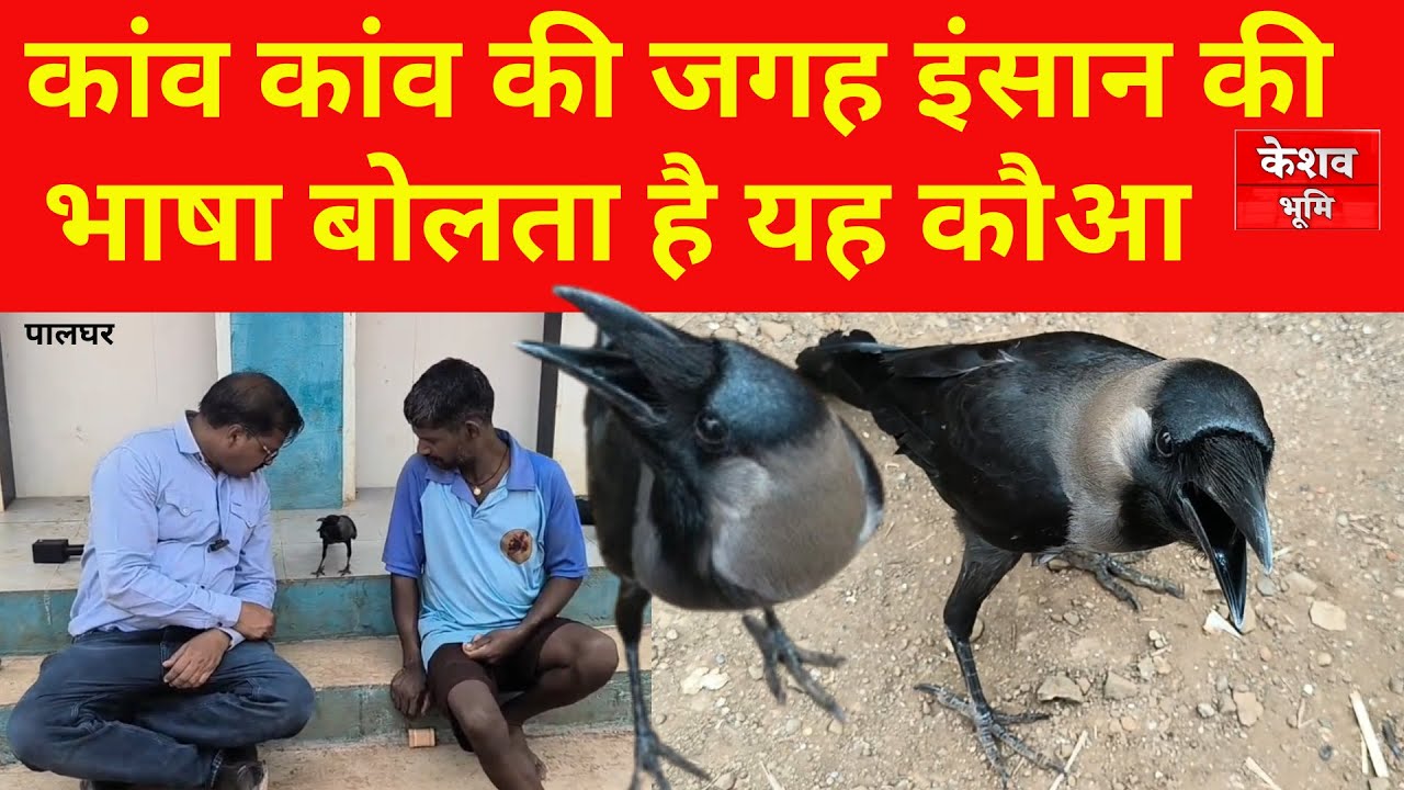 वाडा - गारगांव | कांव कांव की जगह इंसान की भाषा बोलता है यह कौआ |घर का करता है रखवाली | #keshavbhumi