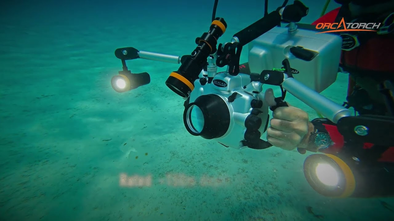 One Dive Light Meets Multiple Underwater Scenarios